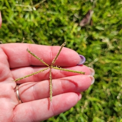Cynodon dactylon