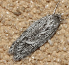 Phloeograptis obliquata