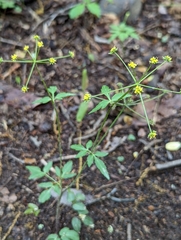 Zizia trifoliata