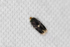 Ectoedemia similella