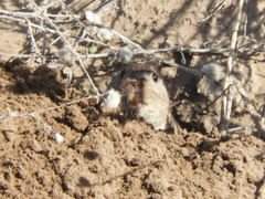 Ctenomys