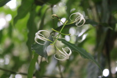 Faramea occidentalis