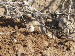 Ctenomys