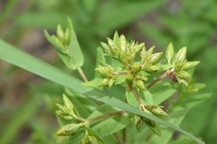 Hypericum pseudomaculatum