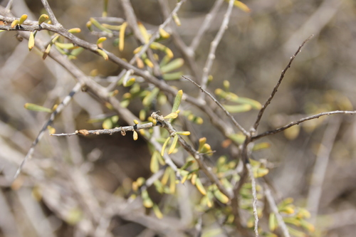 California desert-thorn (Lycium californicum)