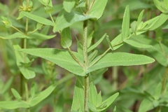 Hypericum pseudomaculatum