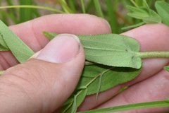 Hypericum pseudomaculatum