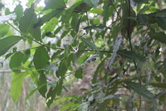 Faramea occidentalis