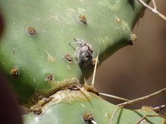 Phidippus pacosauritus