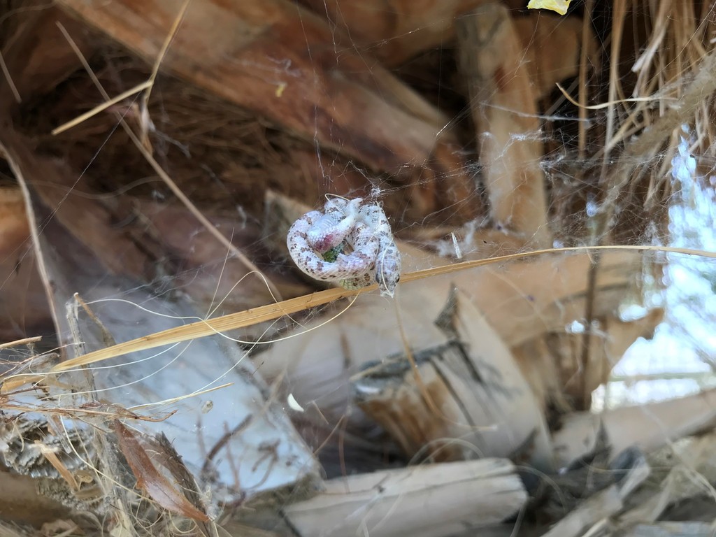 Spotted Leaf-nosed Snake