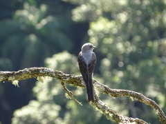 Muscipipra vetula