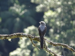 Muscipipra vetula