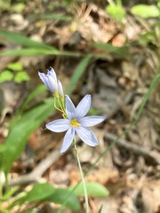 Sisyrinchium nashii