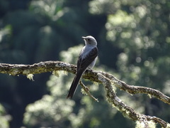 Muscipipra vetula