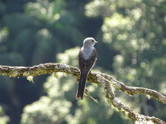 Muscipipra vetula