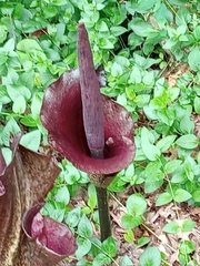 Amorphophallus konjac
