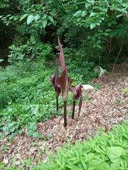 Amorphophallus konjac