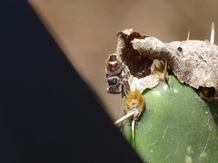 Phidippus pacosauritus
