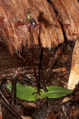 Chiloglottis reflexa