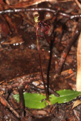 Chiloglottis reflexa