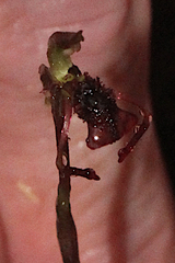 Chiloglottis reflexa