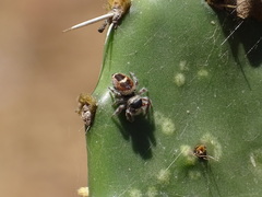 Phidippus pacosauritus