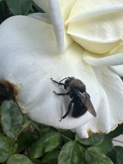 Xylocopa tabaniformis