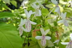 Pseuderanthemum carruthersii