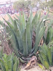 Agave salmiana