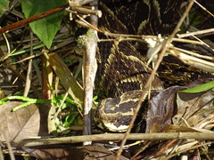 Bothrops fonsecai