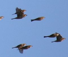 Passer hispaniolensis