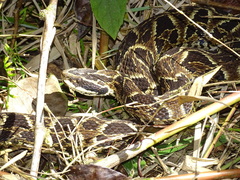 Bothrops fonsecai