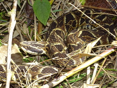 Bothrops fonsecai