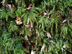 Thamnobryum alleghaniense