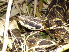 Bothrops fonsecai