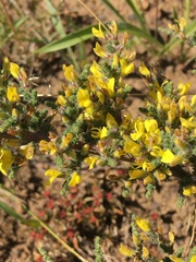 Aspalathus cymbiformis