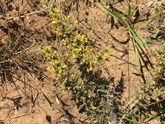 Aspalathus cymbiformis