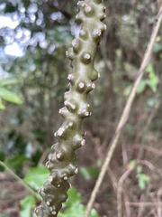 Tinospora