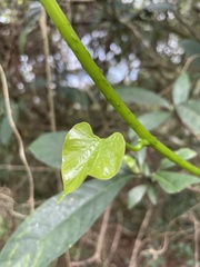 Tinospora
