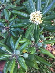 Pittosporaceae