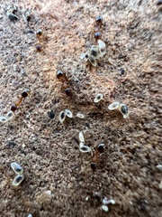 Temnothorax rugatulus