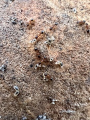 Temnothorax rugatulus