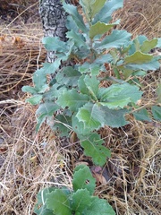 Quercus rugosa