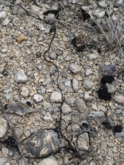 Nostoc flagelliforme