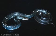 Coluber constrictor anthicus