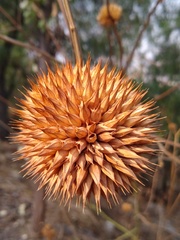 Leonotis nepetifolia