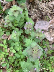 Lamium purpureum