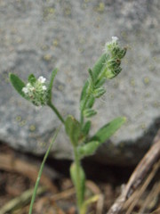 Cryptantha affinis