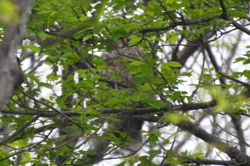 Barred Owl photographed in Nebraska