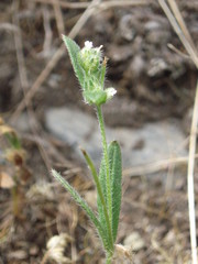 Cryptantha affinis